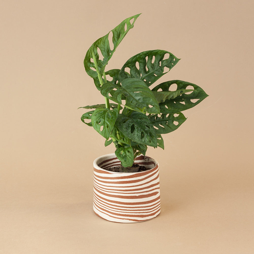 small marble plant pot Small Terracotta & White Marble Planter