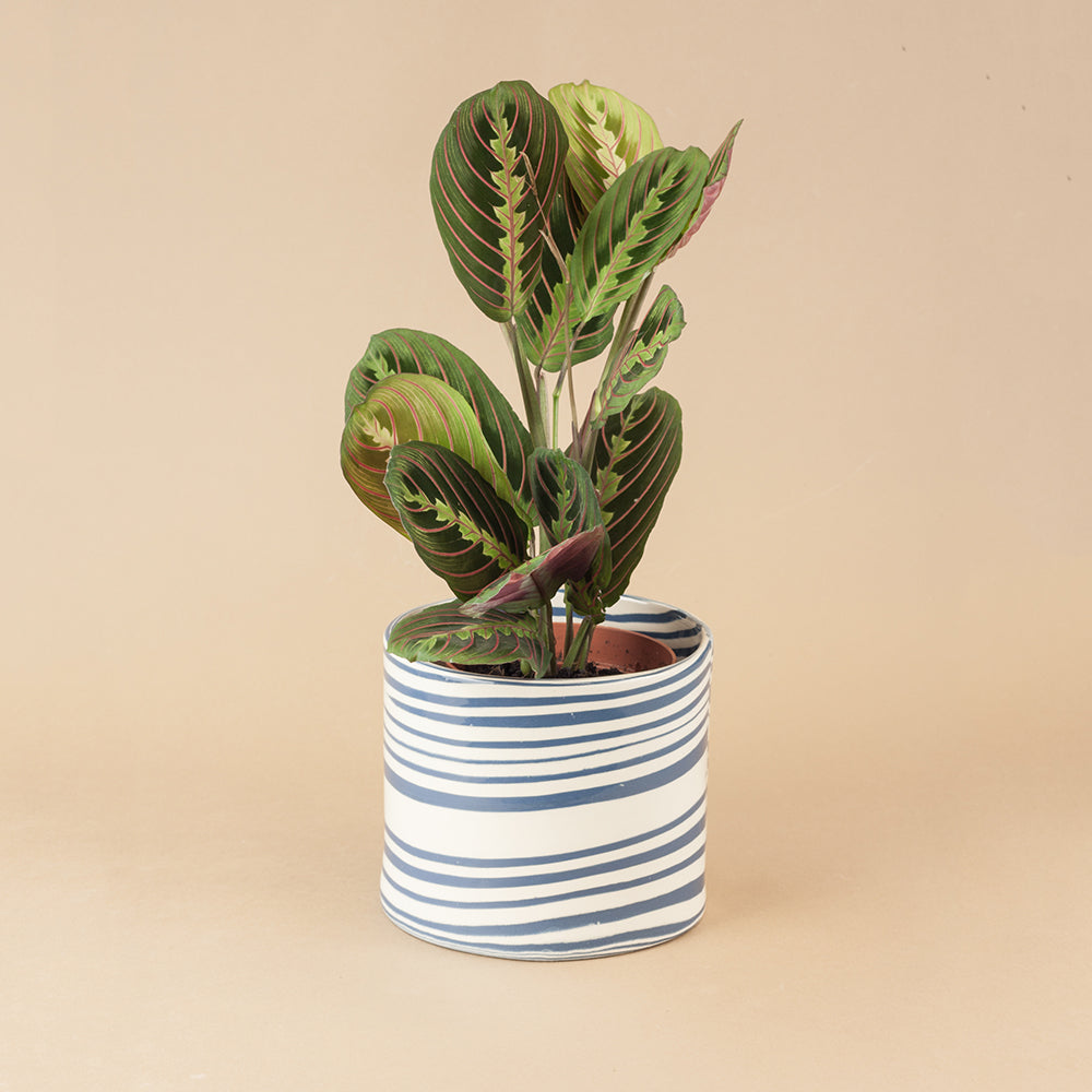 small marble plant pot Small Blue & White Marble Planter