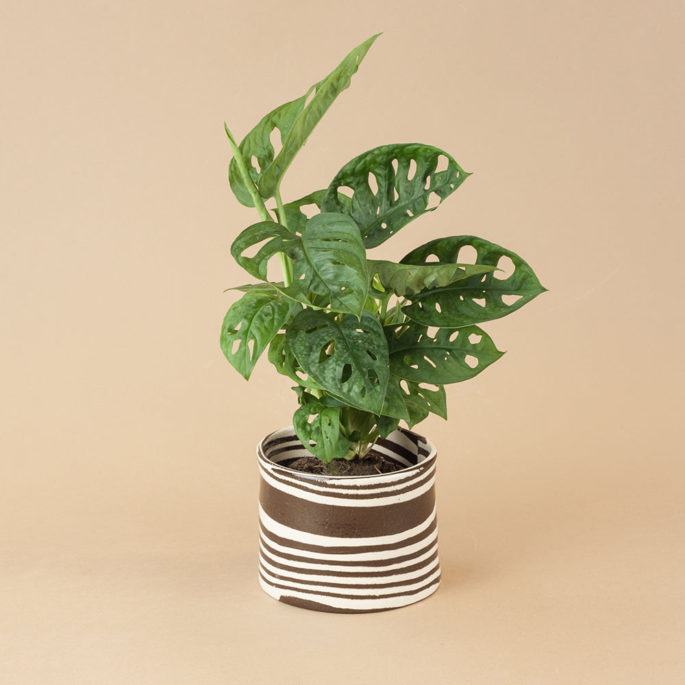 Small Brown & White Planter