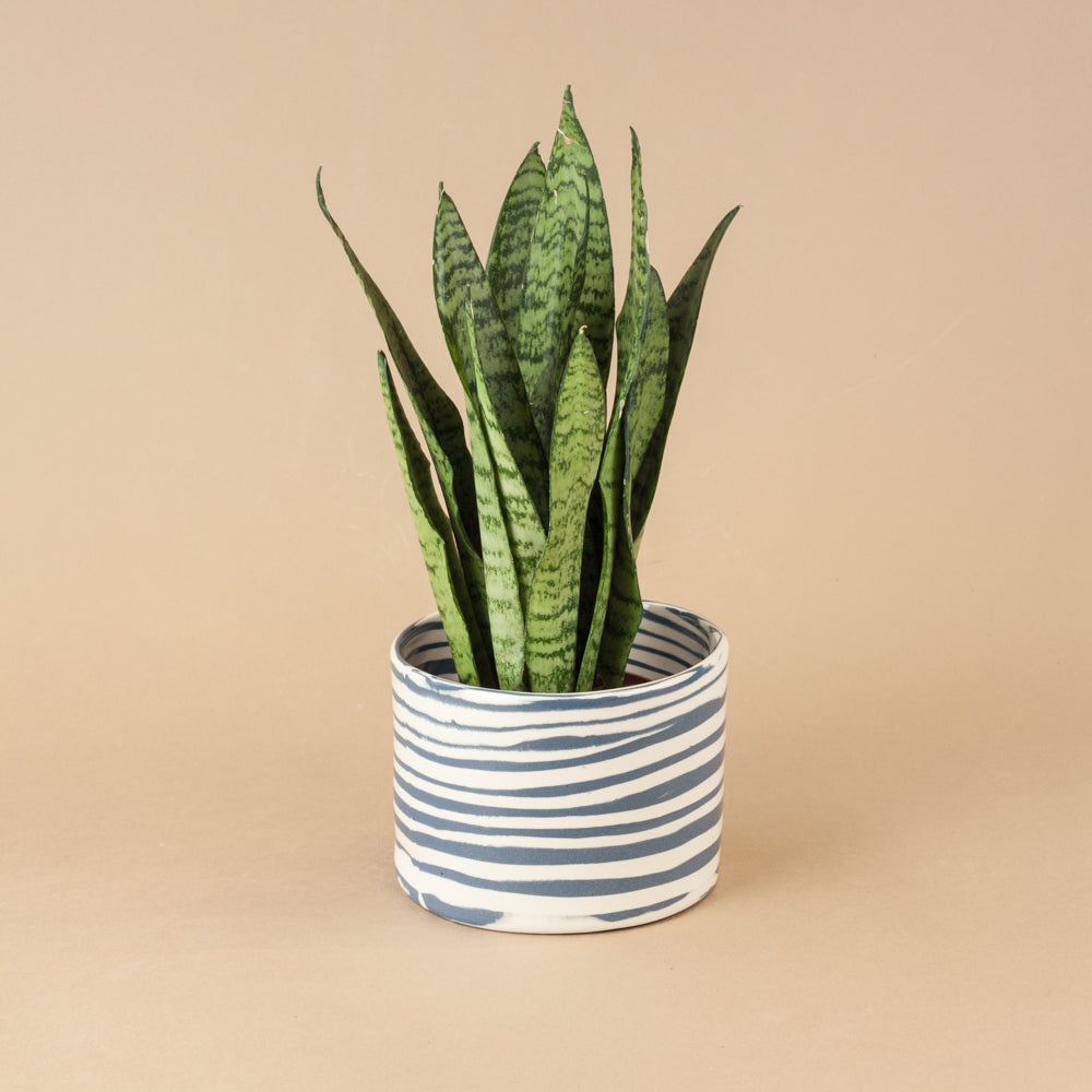 Blue & White Planter