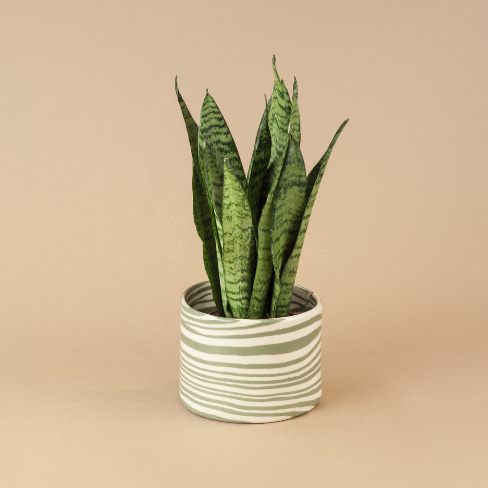 Green & White Planter