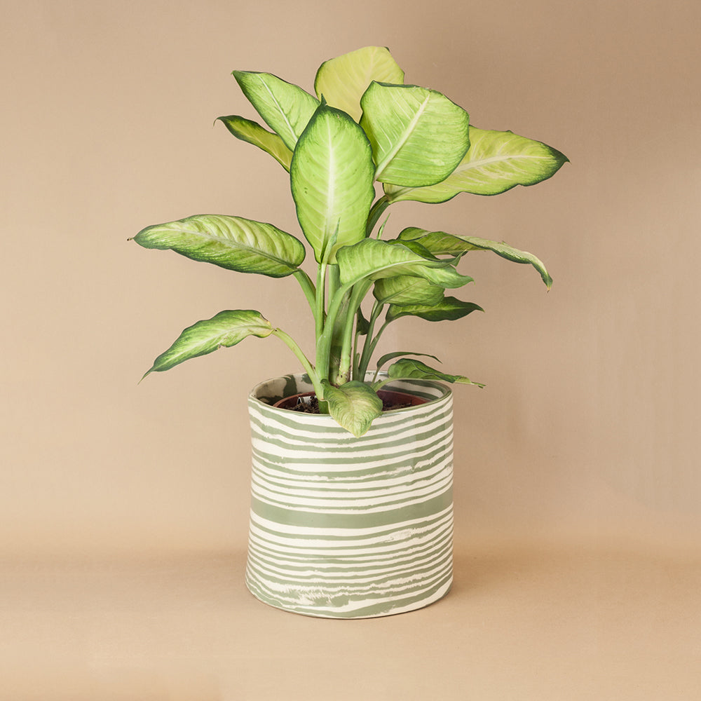 Giant Green & White Planter