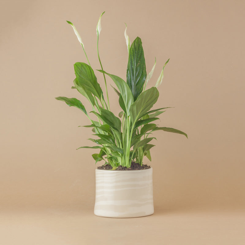 Oatmeal & White Small Planter