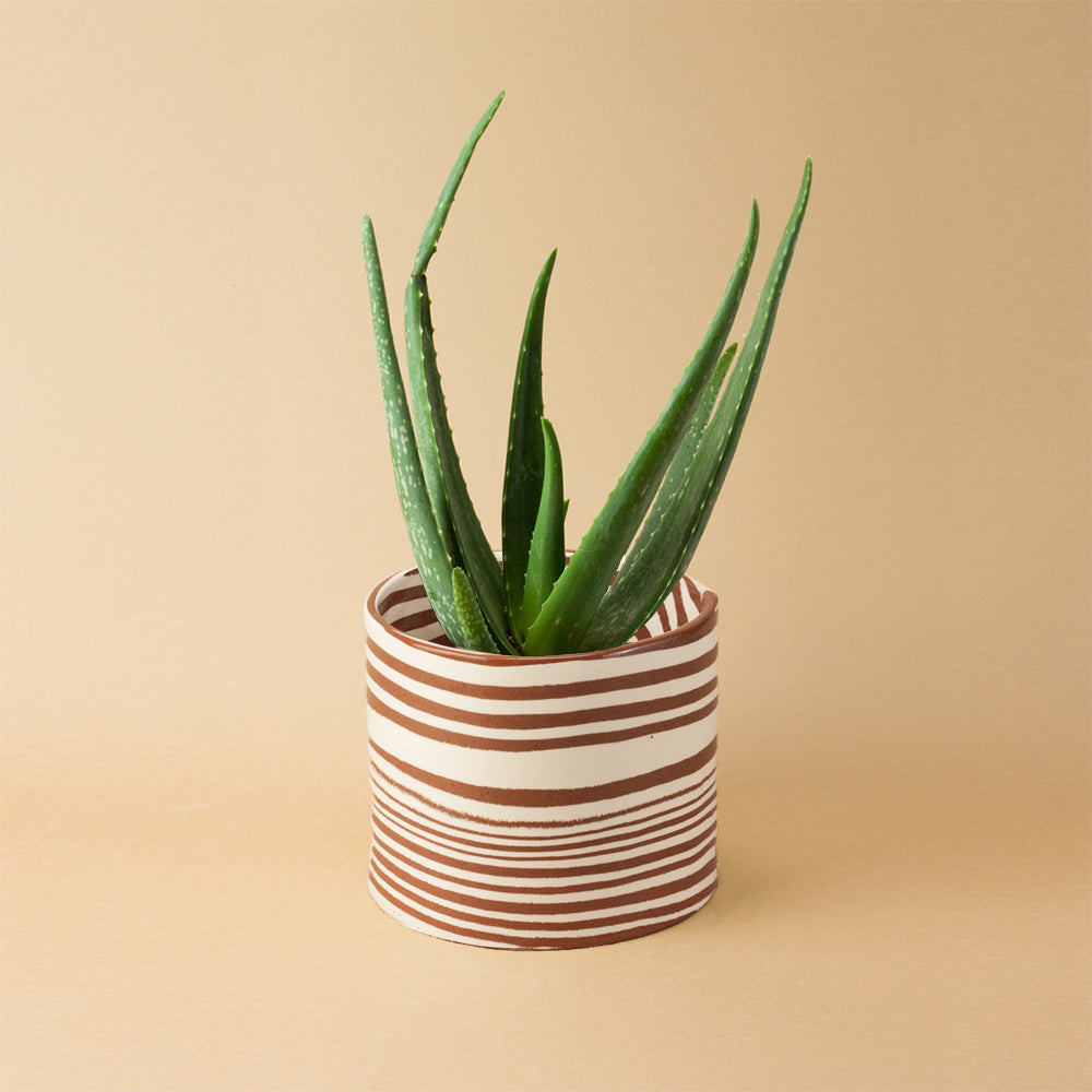Terracotta & White Planter